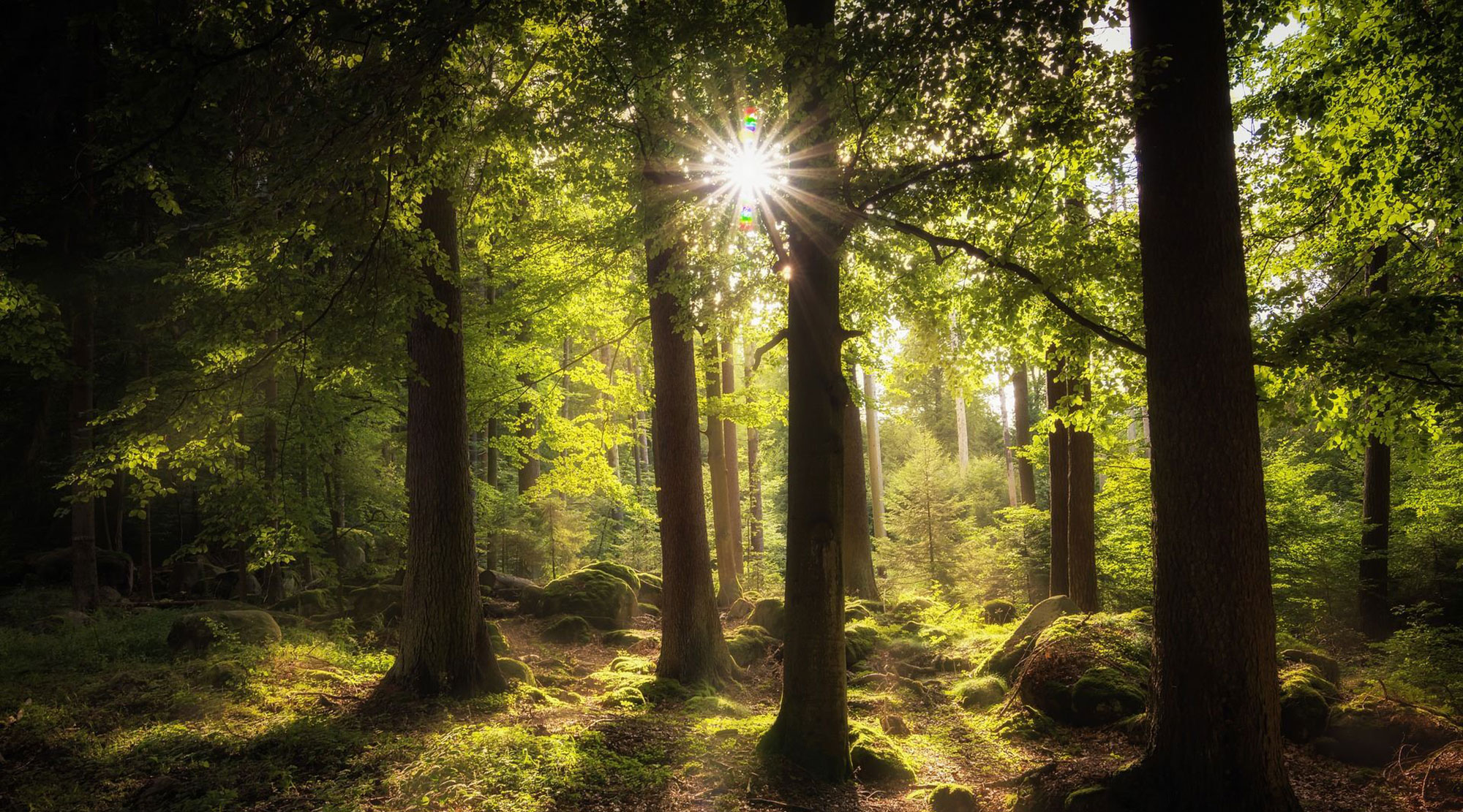 nordam produits forestier environnement